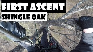 First Ascent in a Shingle Oak_Recreational Tree Climbing