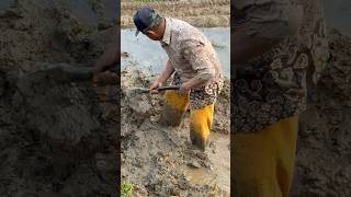 Old methods,human power.Outdated or the future?#RiceFarming #ASMR #farmlife #VillageLife