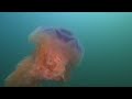 Медузы Анивского залива. Сахалин, дайвинг.