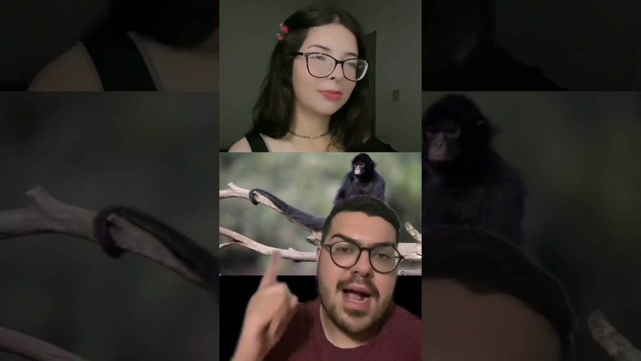 5 ANIMAIS MAIS AF3M1N4D0S 