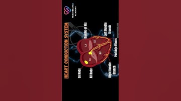 #Heart #Conduction #system #AVnode #pacemaker