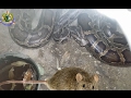 Python snake vs mouse