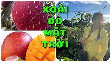 Cây Xoài đỏ mặt trời Nhật Bản | 0386569374 - Ngọc Ngân Bến Tre | Chuyên cây độc lạ