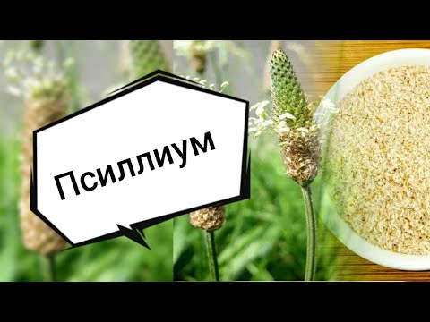 Клетчатка! Польза и вред клетчатки! Псиллиум!