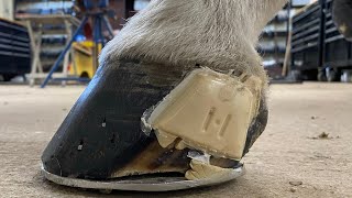 Check out this Horse’s Painful and Bleeding Quarter Crack!  Hurting to Happy with Lee Olsen CJF