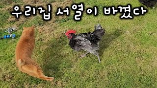 The ranking of 11 cats suddenly changed in 5 years because of a rooster.