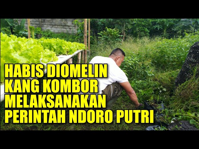 Habis Diomelin Kang Kombor Melaksanakan Perintah Ndoro Putri class=