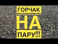 Горчак на пару!!!