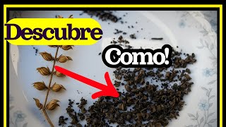 Semillas de albahaca, (Ocimum basilicum) usos y cuidados de la planta