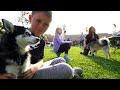 46 dogs throw a party  epic alaskan klee kai puppy reunion 2022