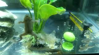 Four African Dwarf Clawed Frogs gorging on Frozen Brine Shrimp Feast by Rayne Rabbit Adventures 334 views 6 months ago 4 minutes, 23 seconds