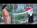 Countryside Life TV: Watering vegetable and prepare vegetable garden / prepare food for dinner