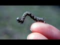 Yarsagumba: The Strange and Precious Himalayan Caterpillar Fungus