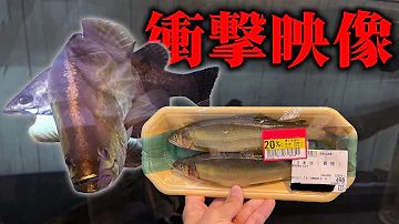 衝撃映像 スーパーで買った魚を古代魚水槽に入れたらとんでもないことになった Mp3