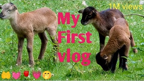 My first vlog #  my first video 2022#  my first vlog viral kaise kare#  my first vlog latest#