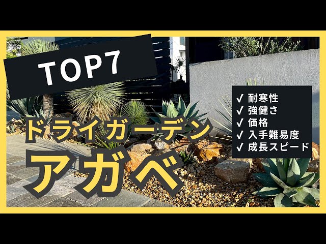 5年育てた結論これ！地植えアガベおすすめランキングTOP7