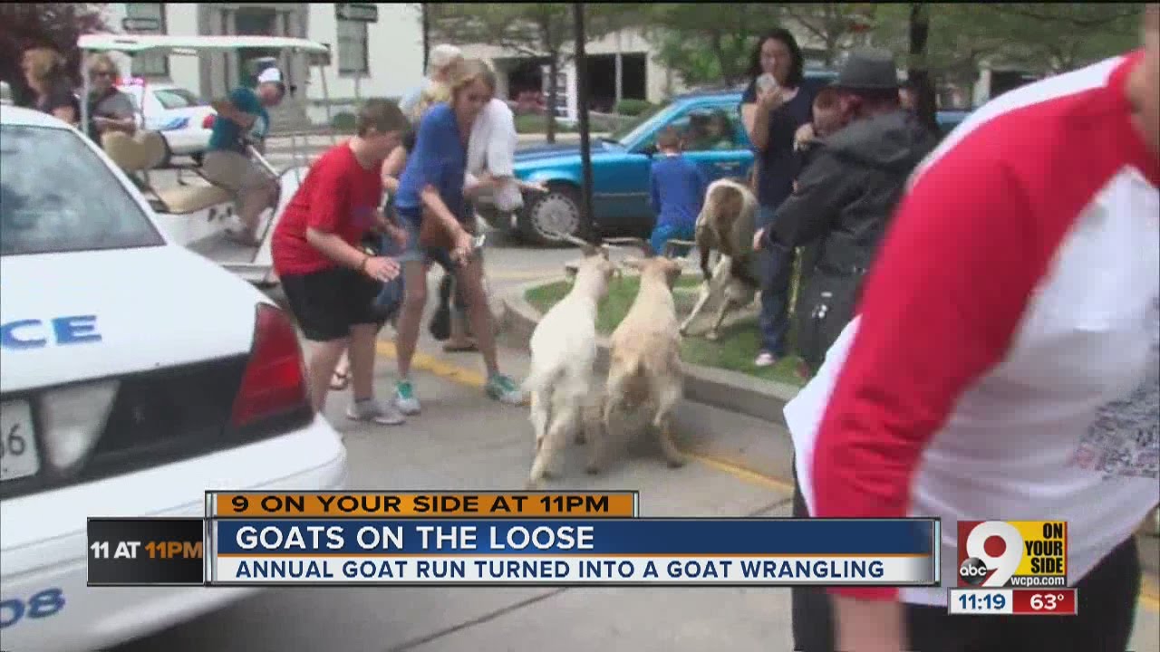 Two goats still on the loose in Covington