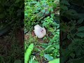 achei uma angola branca chocando no mato 🥰 #galinha #naturezasurpreendente #criador