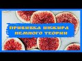 Прививка инжира - немного теории