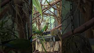 Gelbseitensittich &amp; Zwergseidenaffe fressen gemeinsam 🐒#zooaugsburg #zwergseidenaffe #sittich