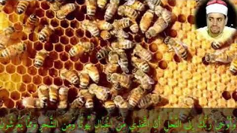 الشيخ شعبان الصياد سوره النحل