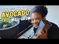 Can Avocados Grow In Cold Climates?