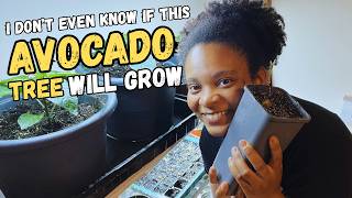 Can Avocados Grow In Cold Climates?