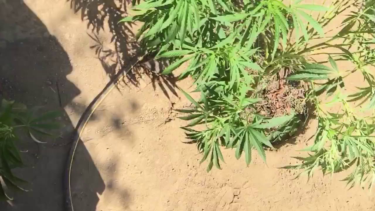 Bruce banner strong strain