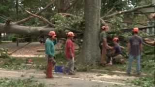 Celebrity Power Outages Cause Review of Tree Trimming Programs Wealth
