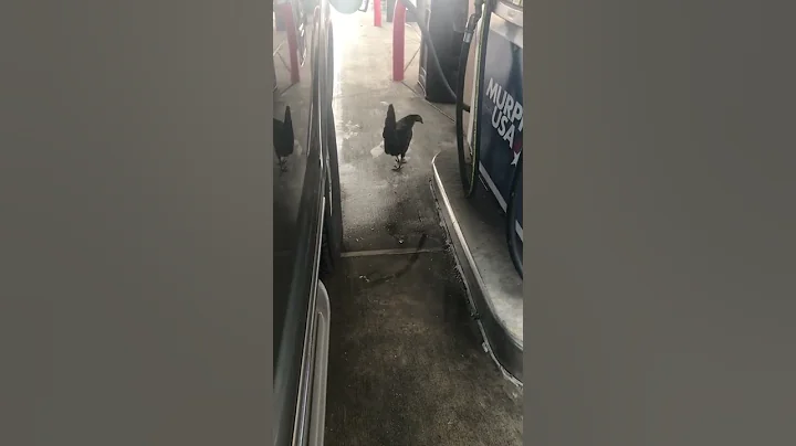 Chicken at the Gas Station