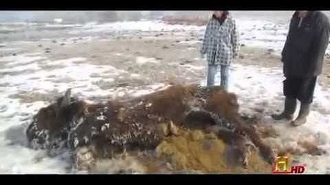 Cattle Mutilations: Unexplained Documentary