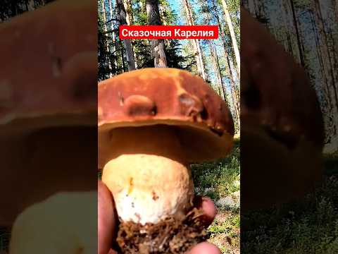 Нашёл это ДИВО в ЛЕСУ и ОБАЛДЕЛ! #лес #грибы #forest #mushroom #находка #boletus
