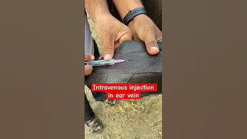 Intravenous Injection In Ear Vein L Dr Umar Khan 