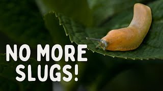Get rid of garden pests without the chemicals! 5 Natural Pest Control options to try