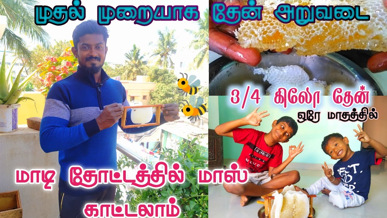 ஒரே மாதத்தில் 3/4 கிலோ தேன் | மாடிதோட்டத்தில் முதல் முறையாக தேன் அறுவடை | HONEY HARVEST | SOO SWEET😋