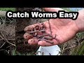 How to Catch Worms in Your Backyard - No Digging - How to Find