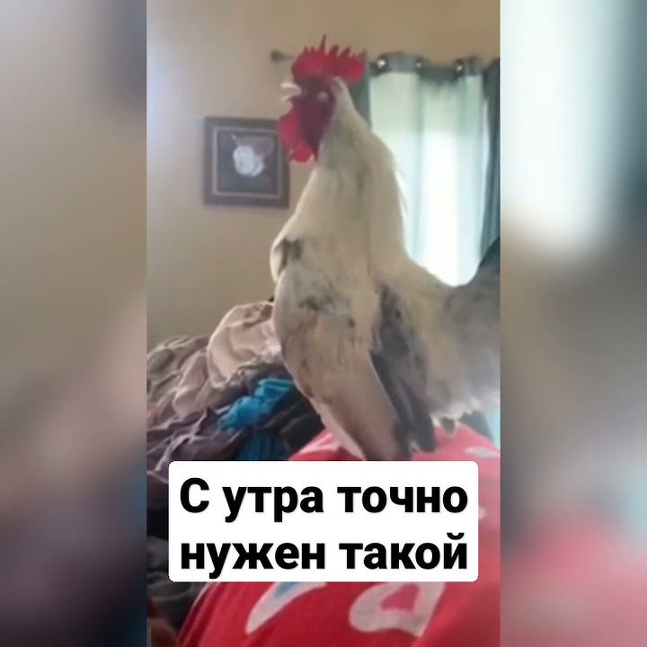 Петух будильник #shorts #петух #будильник - YouTube