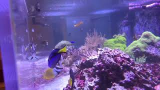 My saltwater reef tank