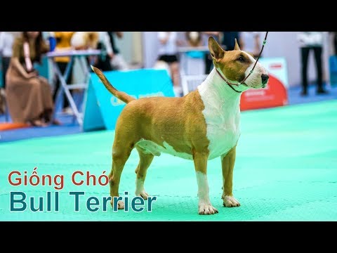 Video: Giống Chó Bull Terrier Ít Gây Dị ứng, Sức Khỏe Và Tuổi Thọ