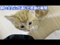子猫と飼い主の言葉が通じ合った奇跡の瞬間