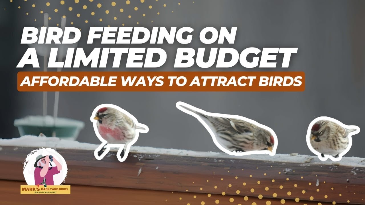 Bird Feeding on a Budget: Affordable Ways to Attract Wild Birds - YouTube