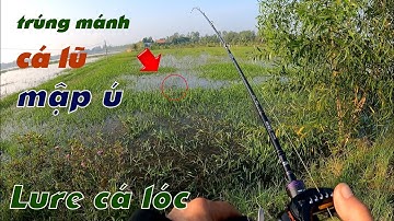 Câu Lure Cá Lóc ✅ Lure Cá Lóc Mùa Nước Nổi Trúng Mánh Cá Lóc Mập Ú | Tâm Râu Vlog #276