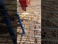 طريقة جيدة لتعليم الكناري التغريد طريقة جيدة لتعليم الكناري التغريد