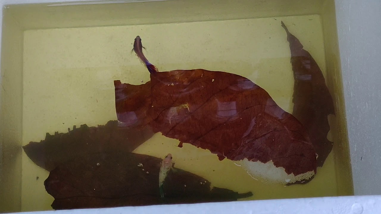 Beternak ikan cupang part 2 