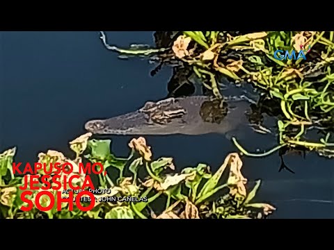 BUWAYA SA GUIGUINTO, BULACAN, NA-CAUGHT ON CAM! | Kapuso Mo, Jessica Soho