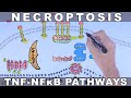 Necroptosis  tnfalpha signalling