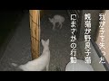 興奮する迷子の子猫に神対応する母シロに愛を感じた。