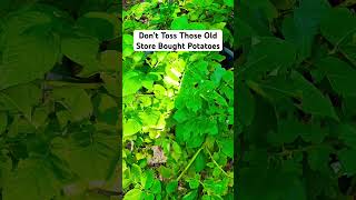 Garden Gold From Store Bought Potatoes #gardening #growyourownfood #containergardening