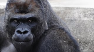 イケメンゴリラ シャバーニくん写真集の次はDVDも発売!!
