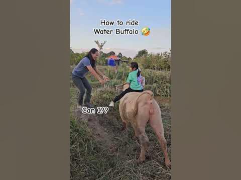 How to ride Water Buffalo 😆😆#panthaionthego #thailand #waterbuffalo # ...